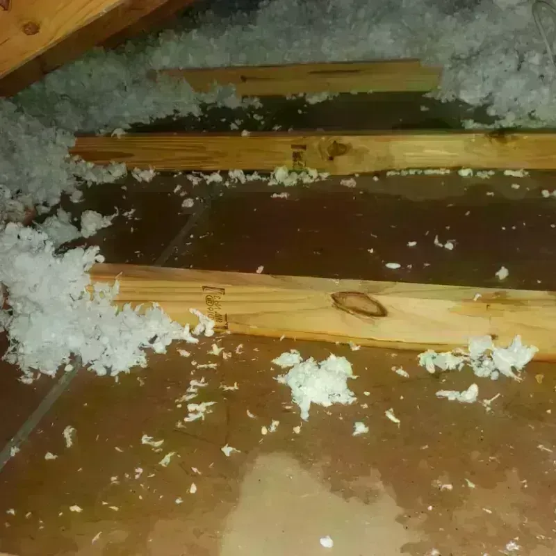 Attic Water Damage in Mignon, AL